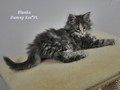 Dumny Kot*PL, Norwegian Forest Cat and Russian Blue cattery