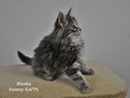 Dumny Kot*PL, Norwegian Forest Cat and Russian Blue cattery