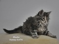 Dumny Kot*PL, Norwegian Forest Cat and Russian Blue cattery