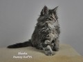 Dumny Kot*PL, Norwegian Forest Cat and Russian Blue cattery