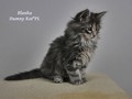 Dumny Kot*PL, Norwegian Forest Cat and Russian Blue cattery