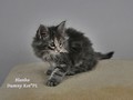 Dumny Kot*PL, Norwegian Forest Cat and Russian Blue cattery