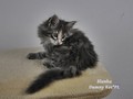 Dumny Kot*PL, Norwegian Forest Cat and Russian Blue cattery