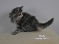 Dumny Kot*PL, Norwegian Forest Cat and Russian Blue cattery