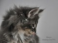 Dumny Kot*PL, Norwegian Forest Cat and Russian Blue cattery