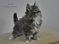 Dumny Kot*PL, Norwegian Forest Cat and Russian Blue cattery