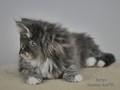 Dumny Kot*PL, Norwegian Forest Cat and Russian Blue cattery