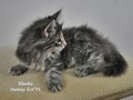 Dumny Kot*PL, Norwegian Forest Cat and Russian Blue cattery