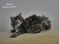 Dumny Kot*PL, Norwegian Forest Cat and Russian Blue cattery