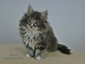 Dumny Kot*PL, Norwegian Forest Cat and Russian Blue cattery