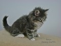 Dumny Kot*PL, Norwegian Forest Cat and Russian Blue cattery