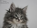 Dumny Kot*PL, Norwegian Forest Cat and Russian Blue cattery