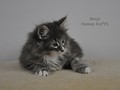 Dumny Kot*PL, Norwegian Forest Cat and Russian Blue cattery