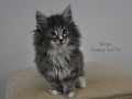 Dumny Kot*PL, Norwegian Forest Cat and Russian Blue cattery