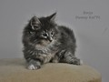 Dumny Kot*PL, Norwegian Forest Cat and Russian Blue cattery