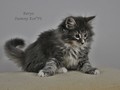 Dumny Kot*PL, Norwegian Forest Cat and Russian Blue cattery