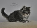 Dumny Kot*PL, Norwegian Forest Cat and Russian Blue cattery