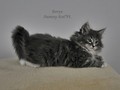 Dumny Kot*PL, Norwegian Forest Cat and Russian Blue cattery