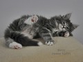 Dumny Kot*PL, Norwegian Forest Cat and Russian Blue cattery