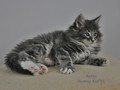 Dumny Kot*PL, Norwegian Forest Cat and Russian Blue cattery