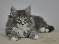 Dumny Kot*PL, Norwegian Forest Cat and Russian Blue cattery