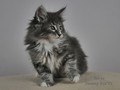 Dumny Kot*PL, Norwegian Forest Cat and Russian Blue cattery