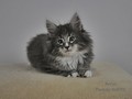 Dumny Kot*PL, Norwegian Forest Cat and Russian Blue cattery