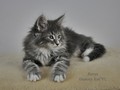 Dumny Kot*PL, Norwegian Forest Cat and Russian Blue cattery