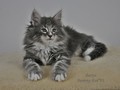 Dumny Kot*PL, Norwegian Forest Cat and Russian Blue cattery