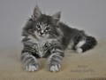 Dumny Kot*PL, Norwegian Forest Cat and Russian Blue cattery