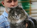 Dumny Kot*PL, Norwegian Forest Cat and Russian Blue cattery