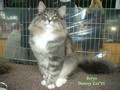 Dumny Kot*PL, Norwegian Forest Cat and Russian Blue cattery