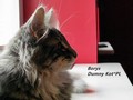 Dumny Kot*PL, Norwegian Forest Cat and Russian Blue cattery