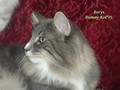 Dumny Kot*PL, Norwegian Forest Cat and Russian Blue cattery