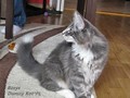 Dumny Kot*PL, Norwegian Forest Cat and Russian Blue cattery