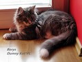 Dumny Kot*PL, Norwegian Forest Cat and Russian Blue cattery