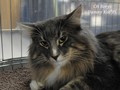 Dumny Kot*PL, Norwegian Forest Cat and Russian Blue cattery