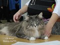 Dumny Kot*PL, Norwegian Forest Cat and Russian Blue cattery