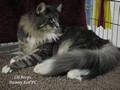 Dumny Kot*PL, Norwegian Forest Cat and Russian Blue cattery