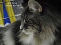 Dumny Kot*PL, Norwegian Forest Cat and Russian Blue cattery