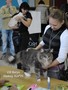 Dumny Kot*PL, Norwegian Forest Cat and Russian Blue cattery