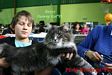 Dumny Kot*PL, Norwegian Forest Cat and Russian Blue cattery