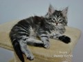 Dumny Kot*PL, Norwegian Forest Cat and Russian Blue cattery