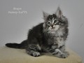 Dumny Kot*PL, Norwegian Forest Cat and Russian Blue cattery