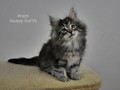 Dumny Kot*PL, Norwegian Forest Cat and Russian Blue cattery