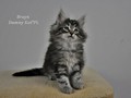 Dumny Kot*PL, Norwegian Forest Cat and Russian Blue cattery