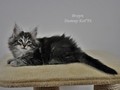 Dumny Kot*PL, Norwegian Forest Cat and Russian Blue cattery