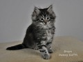 Dumny Kot*PL, Norwegian Forest Cat and Russian Blue cattery