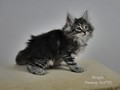 Dumny Kot*PL, Norwegian Forest Cat and Russian Blue cattery