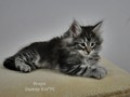 Dumny Kot*PL, Norwegian Forest Cat and Russian Blue cattery